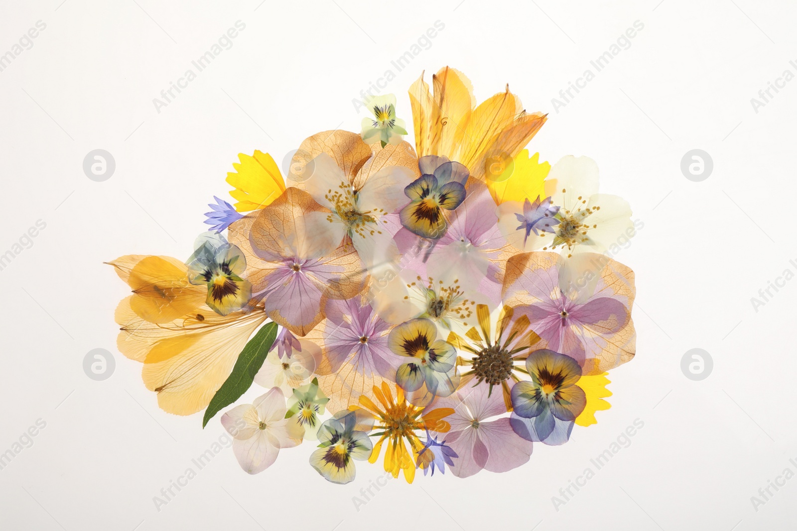 Photo of Pressed dried flowers on white background, top view. Beautiful herbarium