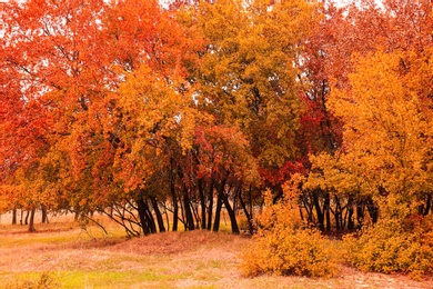 Beautiful view of park with trees on autumn day