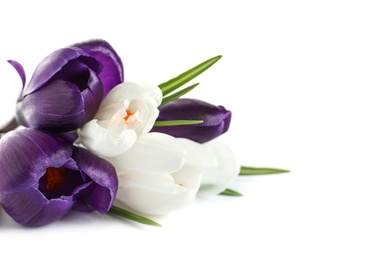 Photo of Beautiful spring crocus flowers on white background