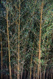 Photo of Beautiful bamboo plants with lush green leaves growing outdoors