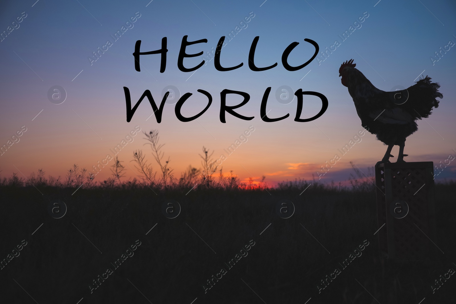 Image of Hello World. Big domestic rooster on stand at sunrise