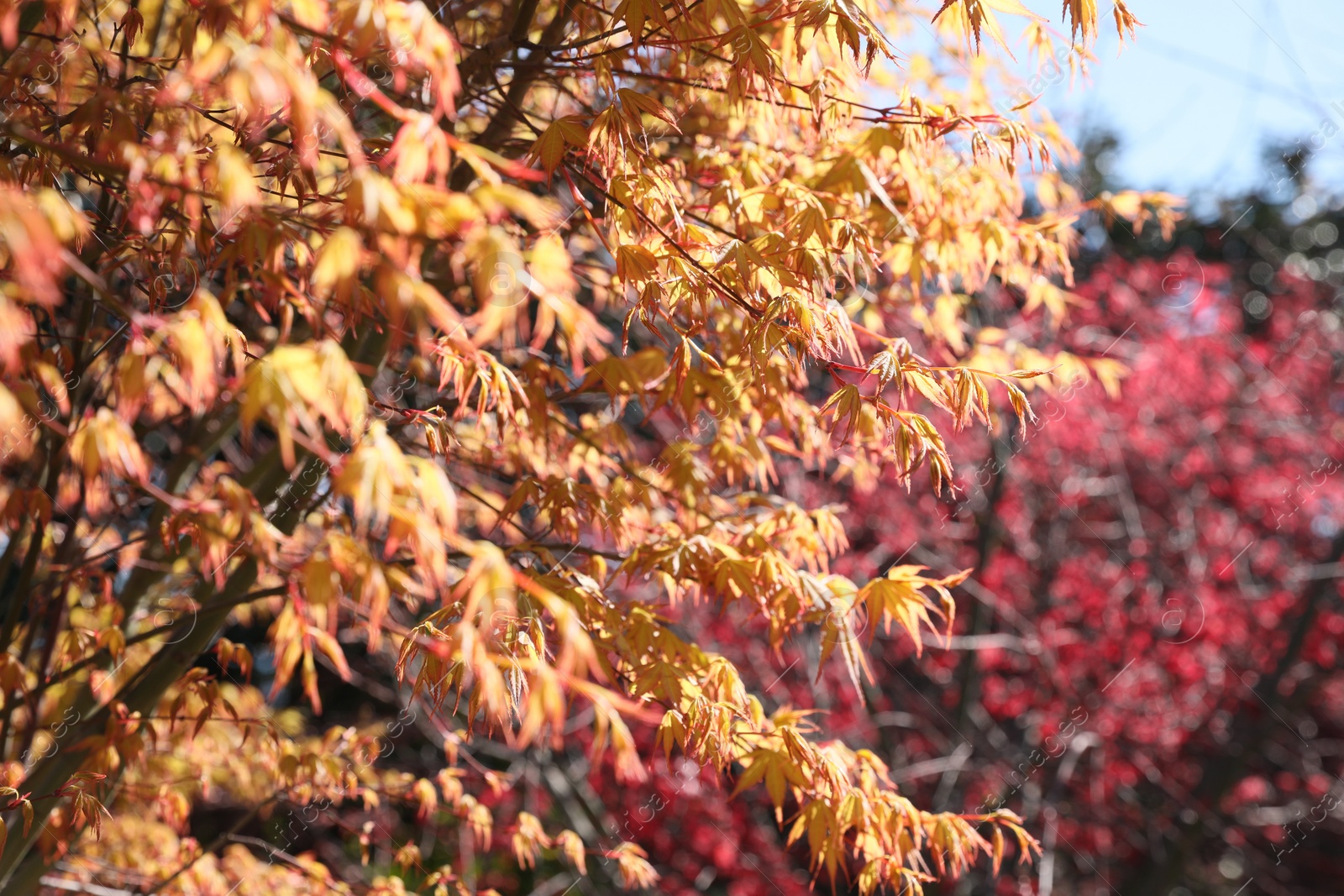 Photo of Beautiful tree with yellow leaves on sunny day, closeup