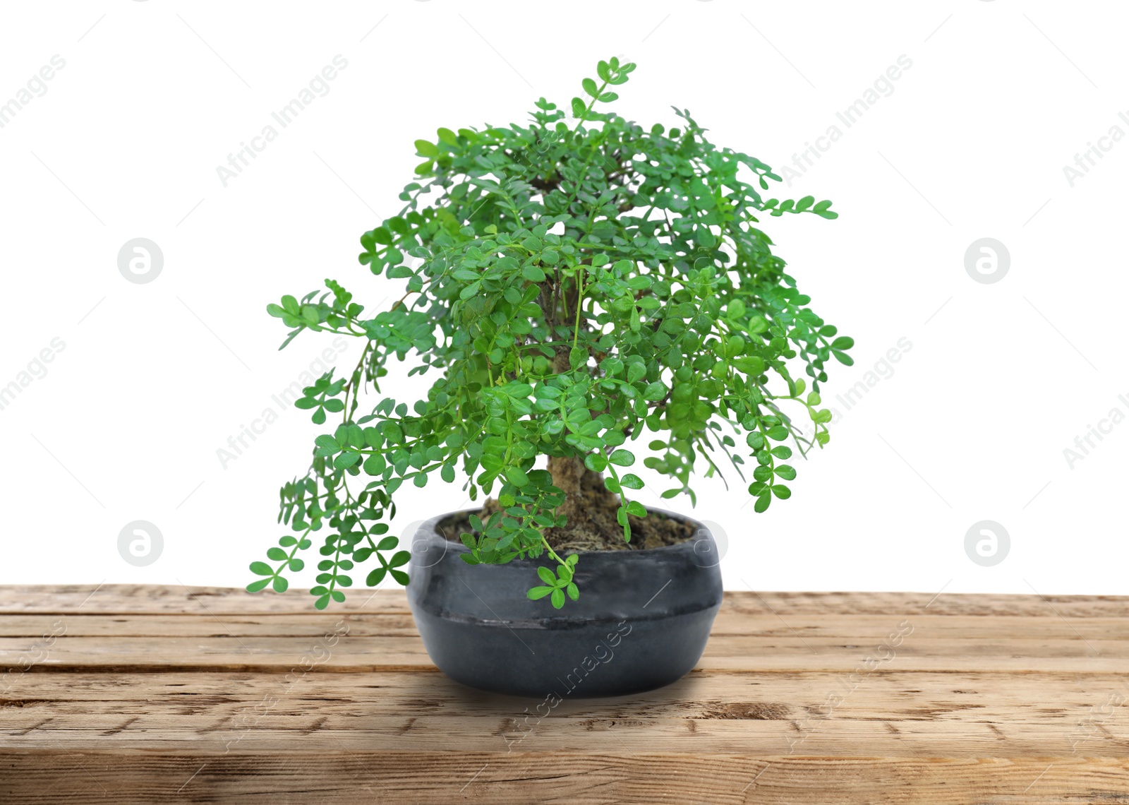 Image of Beautiful bonsai tree in pot on wooden table against white background