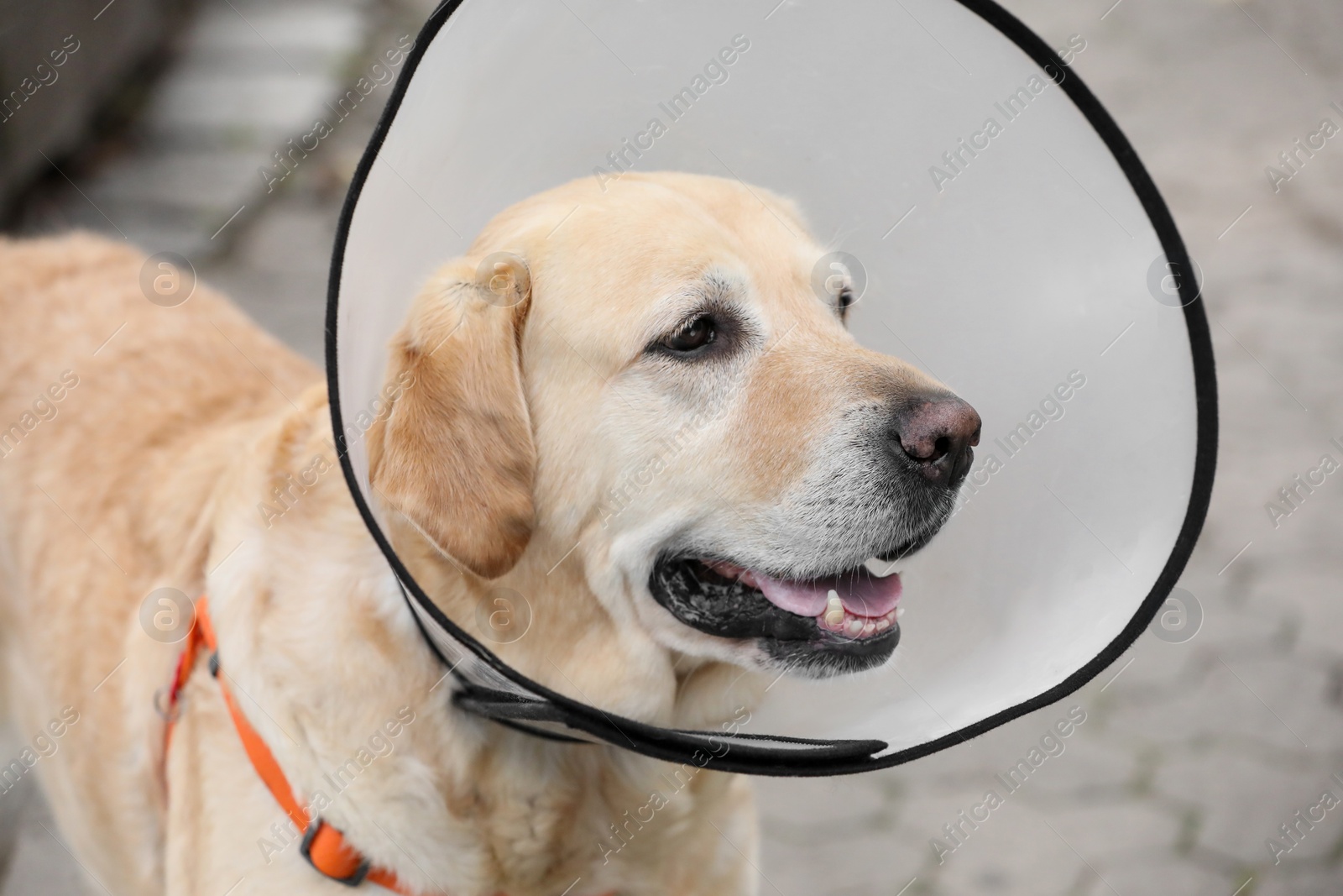 Photo of Adorable Labrador Retriever dog wearing Elizabethan collar outdoors, closeup