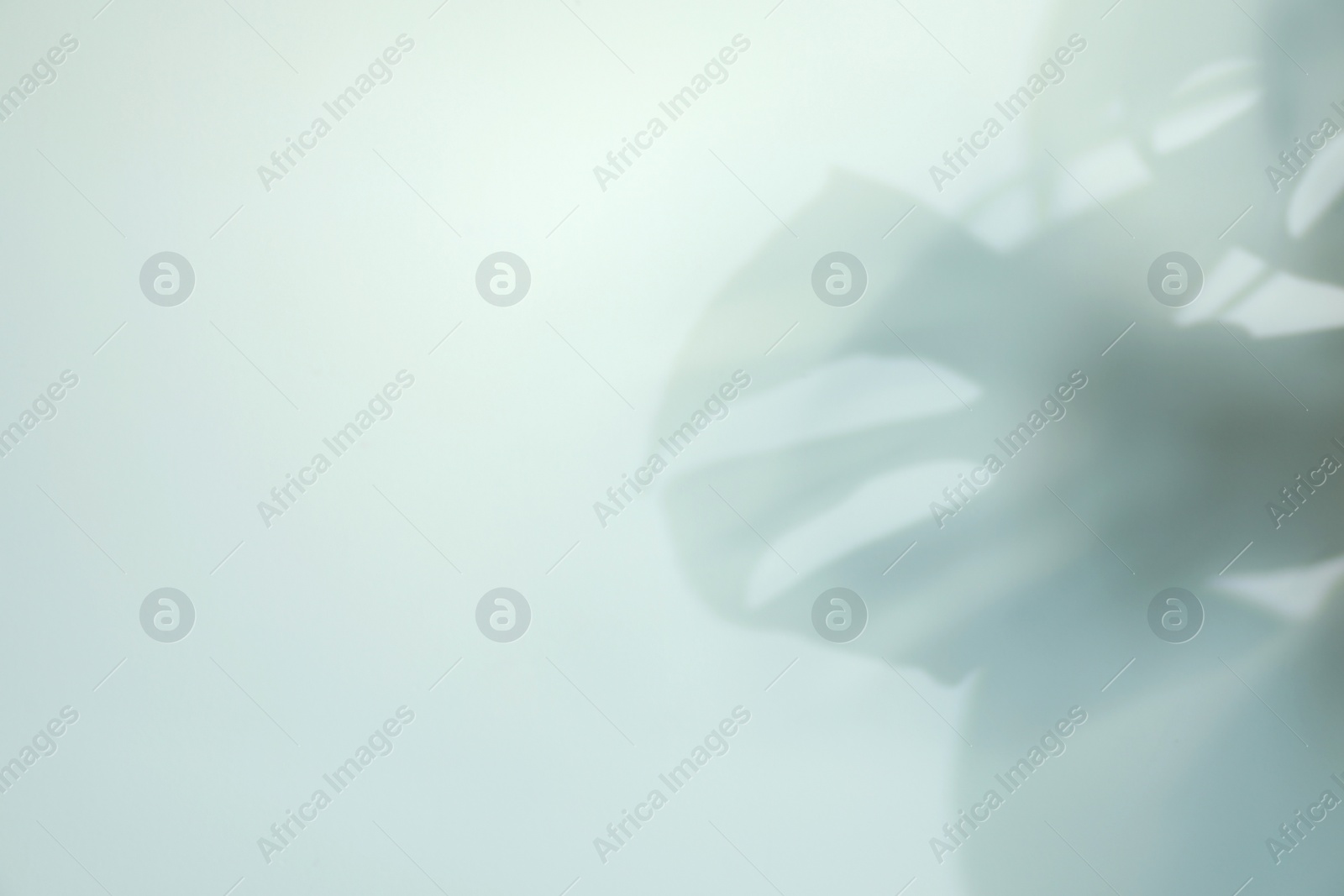 Shadow of monstera plant leaves on light background, space for text Photo of Shadow of monstera plant leaves on light background, space for text