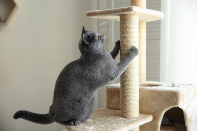 Photo of Cute pet sharpening claws on cat tree at home