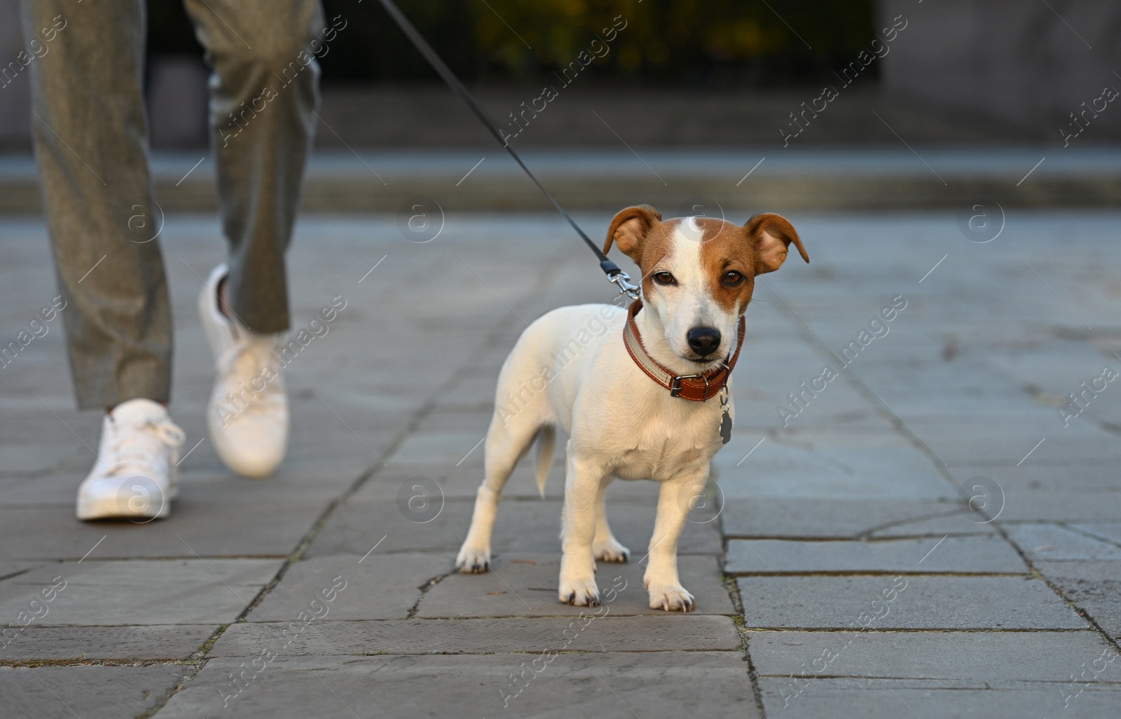 Photo of Man with adorable Jack Russell Terrier on city street, closeup. Dog walking