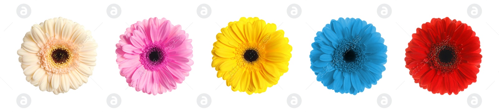 Image of Set with different beautiful gerbera flowers on white background. Banner design