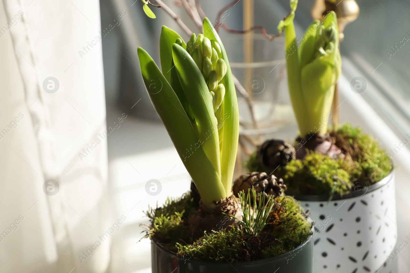 Photo of Potted hyacinth on window sill indoors, closeup. First spring flower