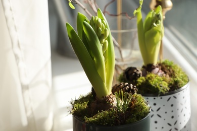 Photo of Potted hyacinth on window sill indoors, closeup. First spring flower