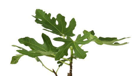 Photo of Branch of fig tree with green leaves isolated on white