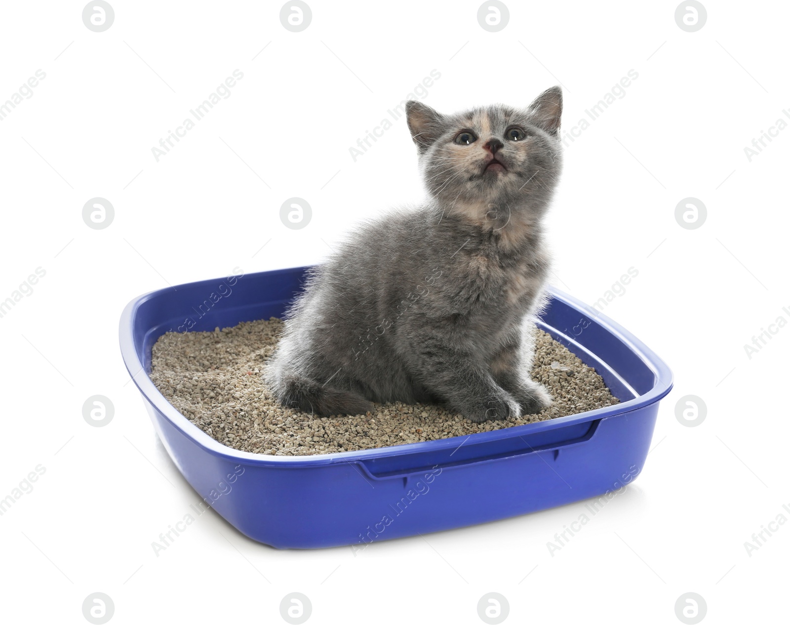 Photo of Cute British Shorthair kitten in litter box on white background