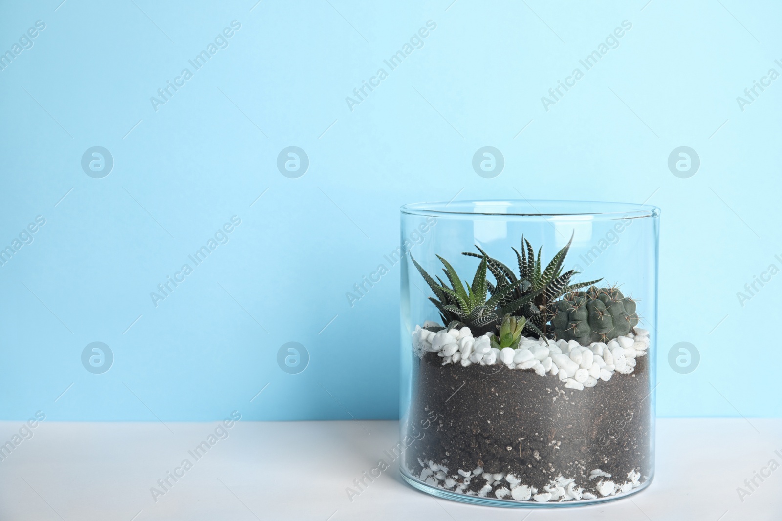 Photo of Glass florarium with different succulents on color background, space for text