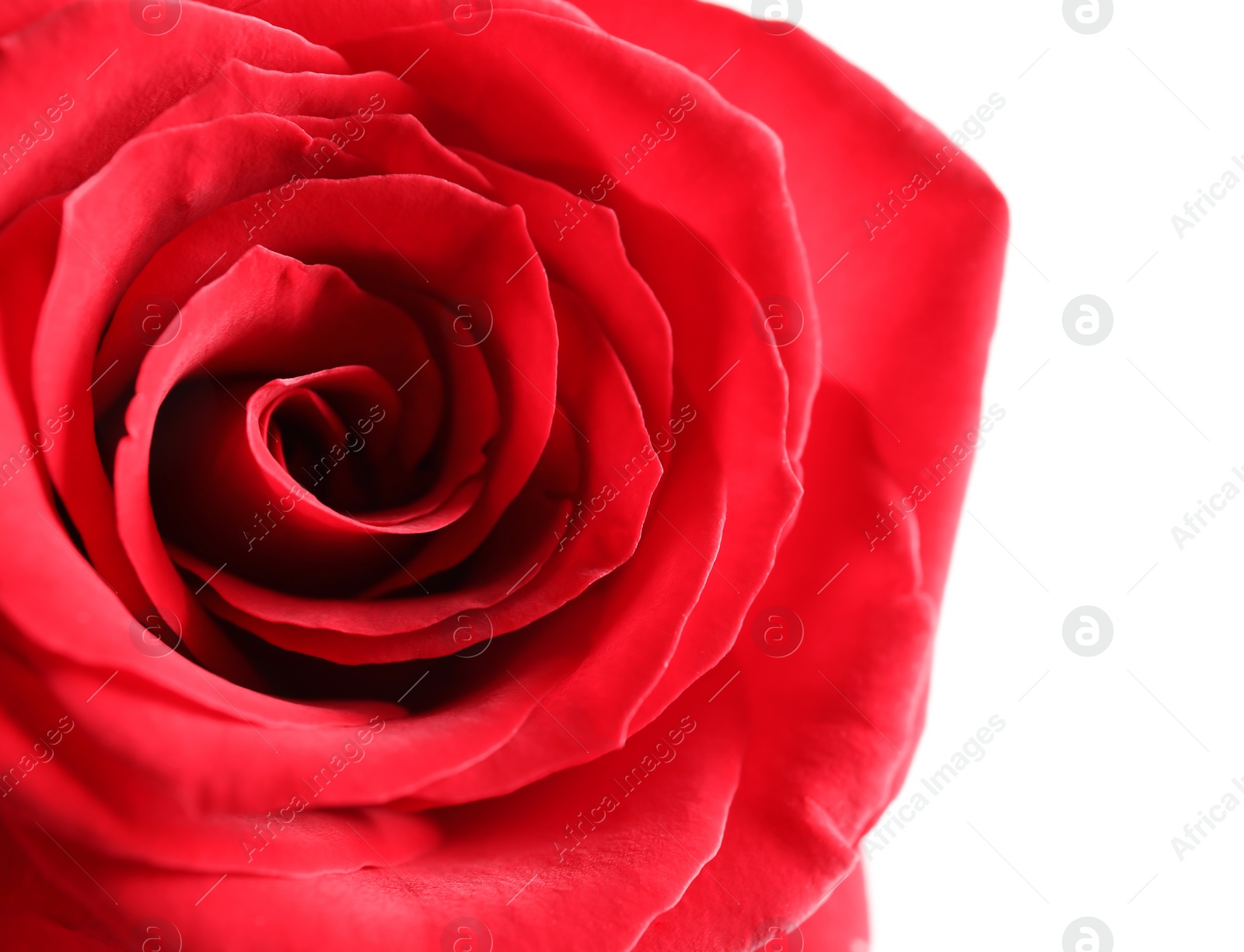 Photo of Beautiful red rose flower on light background, closeup