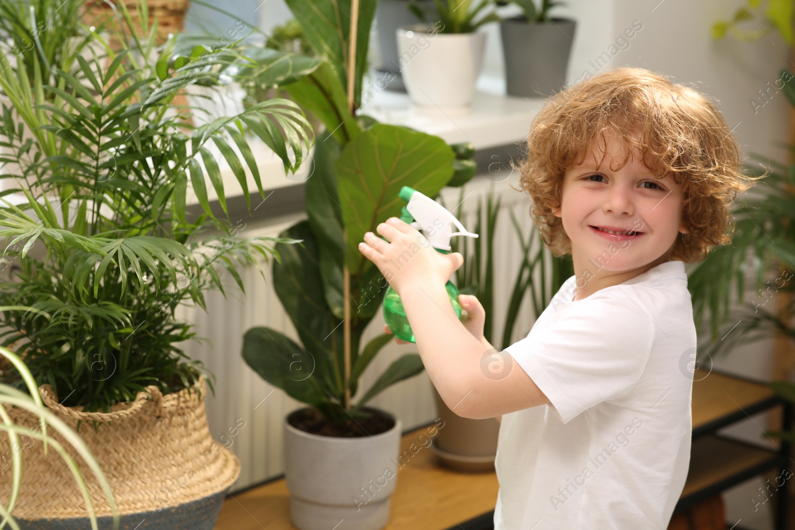 Photo of Cute little boy spraying beautiful green plant at home. House decor