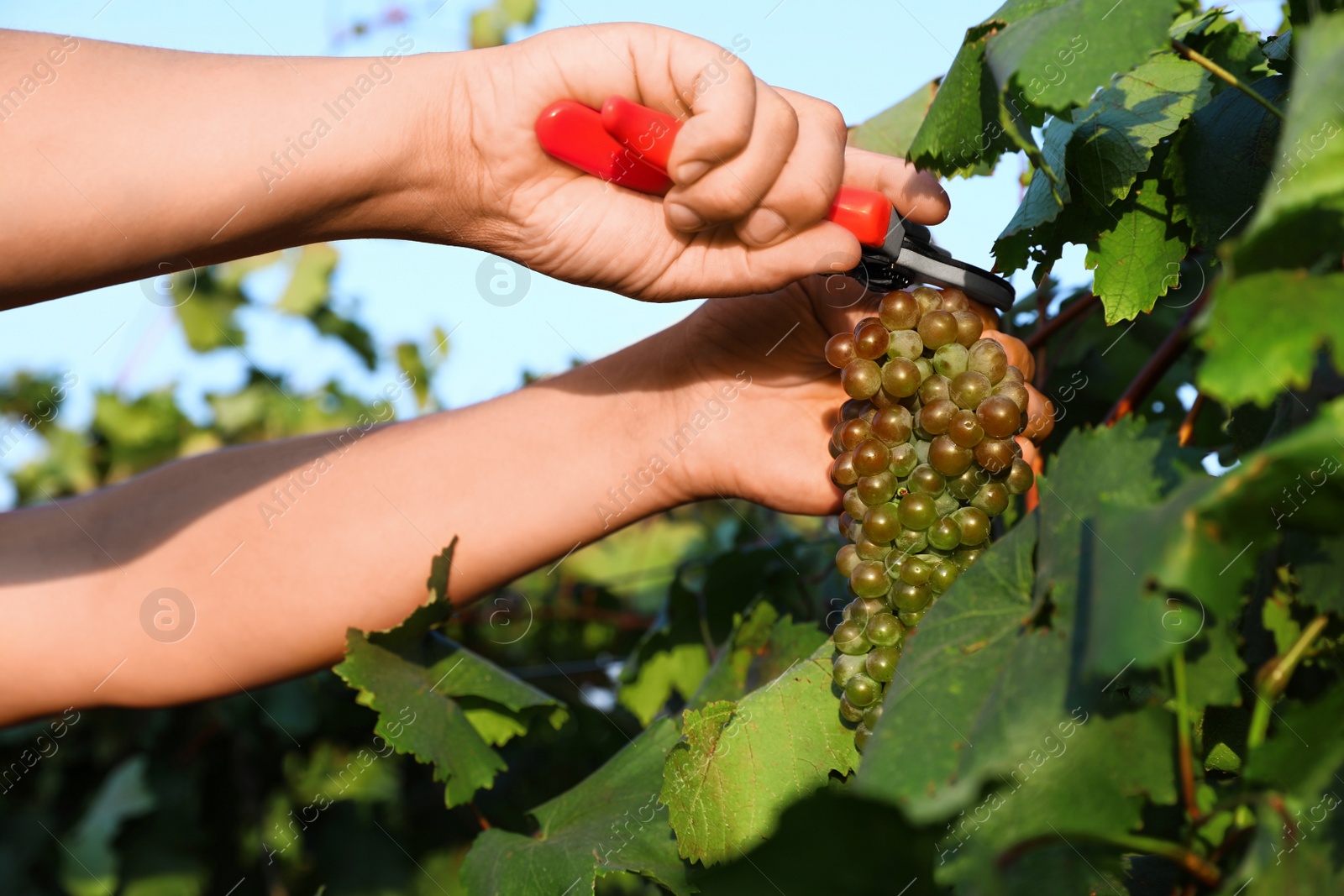 Photo of Man cutting bunch of fresh ripe juicy grapes with pruner outdoors, closeup