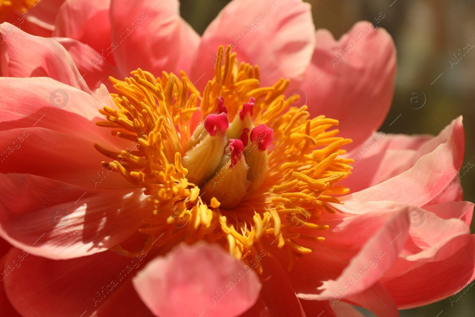 Photo of Closeup view of beautiful pink peony flower