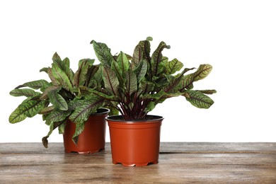 Photo of Sorrel plants in pots on wooden table against white background