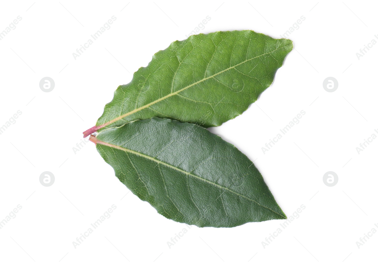 Photo of Fresh bay leaves isolated on white, top view