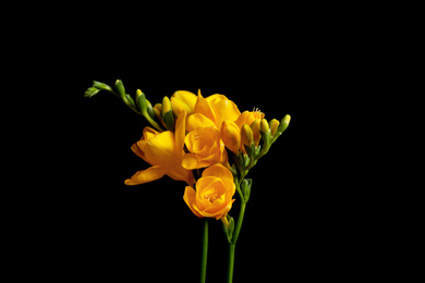 Photo of Beautiful yellow freesia flowers on black background