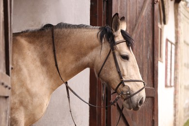 Photo of Adorable horse with bridles in stable. Lovely domesticated pet