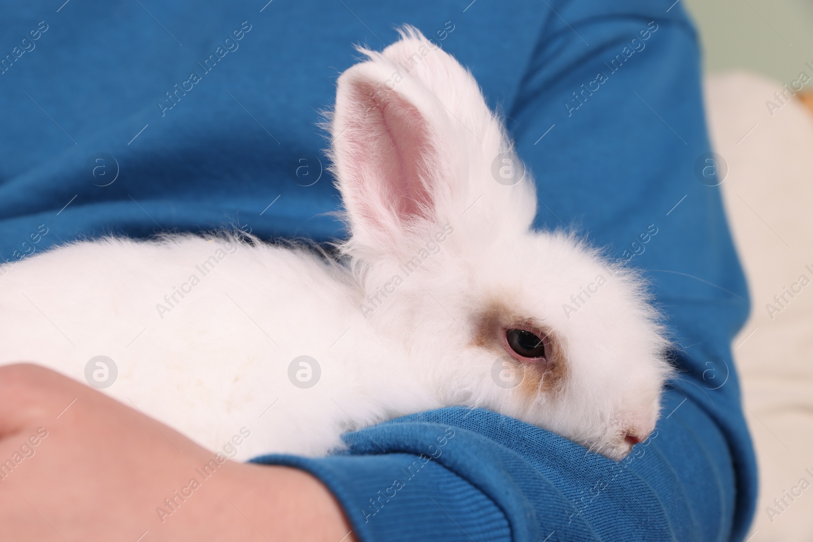 Photo of Man with cute fluffy white pet rabbit indoors, closeup