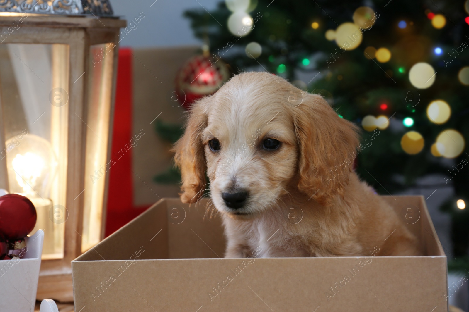 Photo of Cute English Cocker Spaniel puppy in Christmas gift box indoors