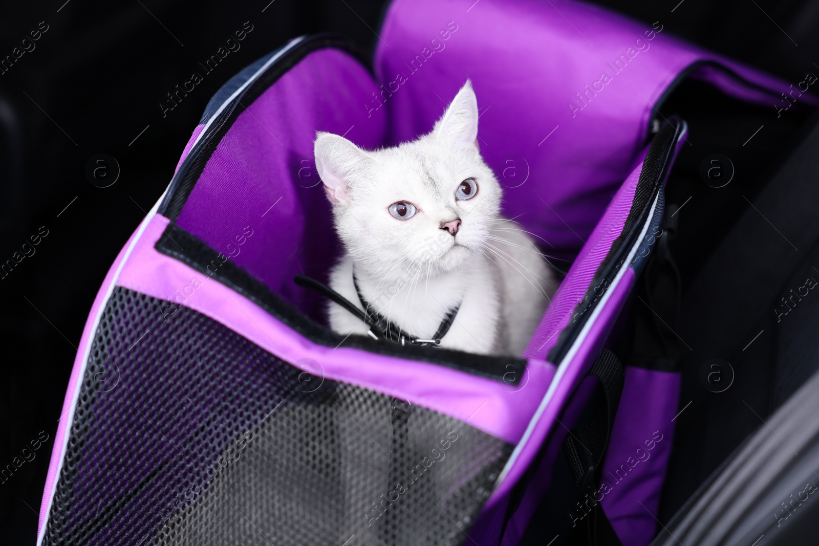 Photo of Cute white British Shorthair cat inside pet carrier