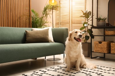Photo of Modern living room interior. Cute Golden Labrador Retriever on floor near couch