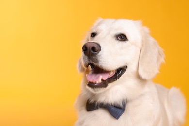 Photo of Cute Labrador Retriever with stylish bow tie on yellow background. Space for text
