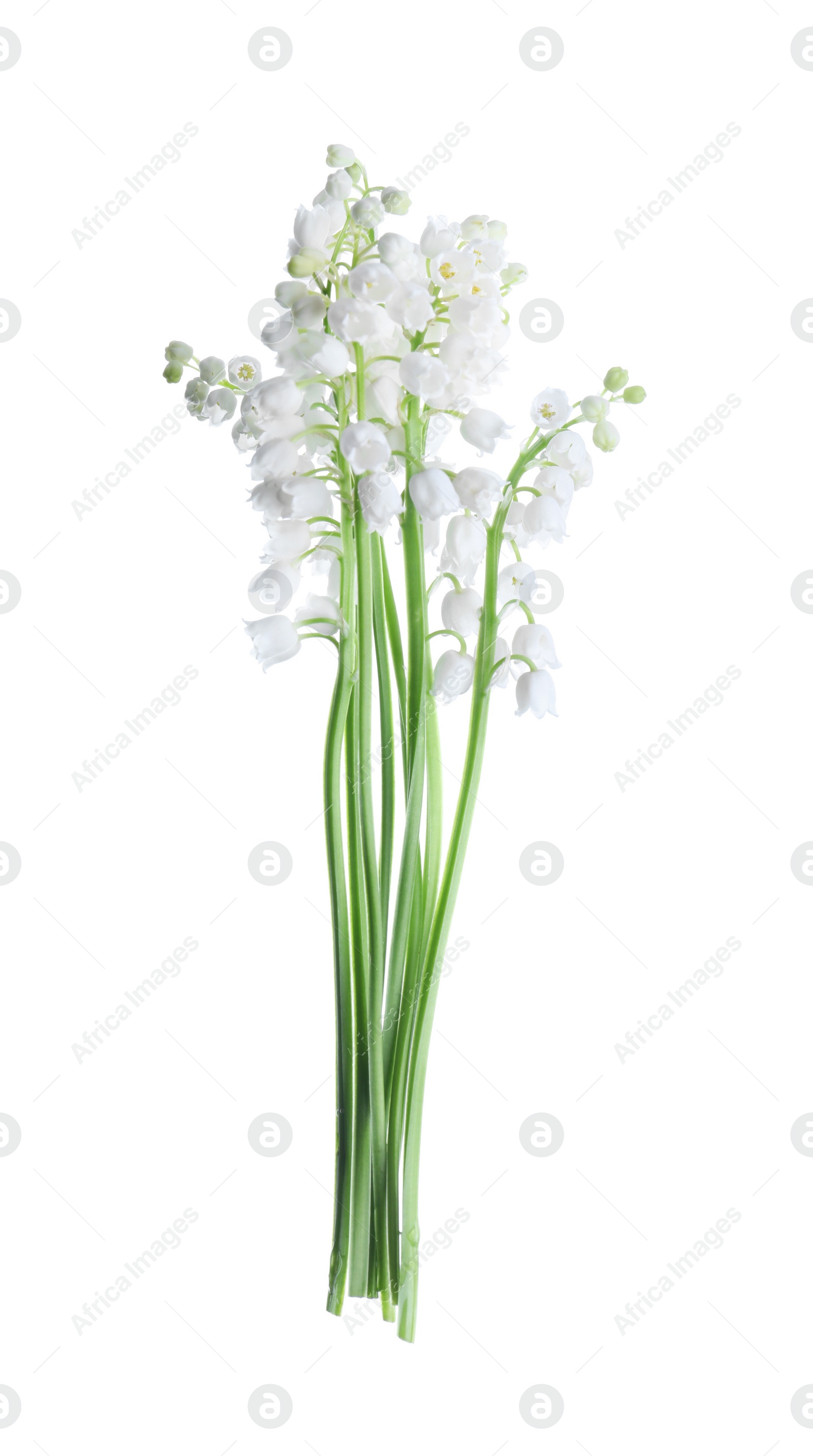 Photo of Beautiful lily of the valley flowers isolated on white