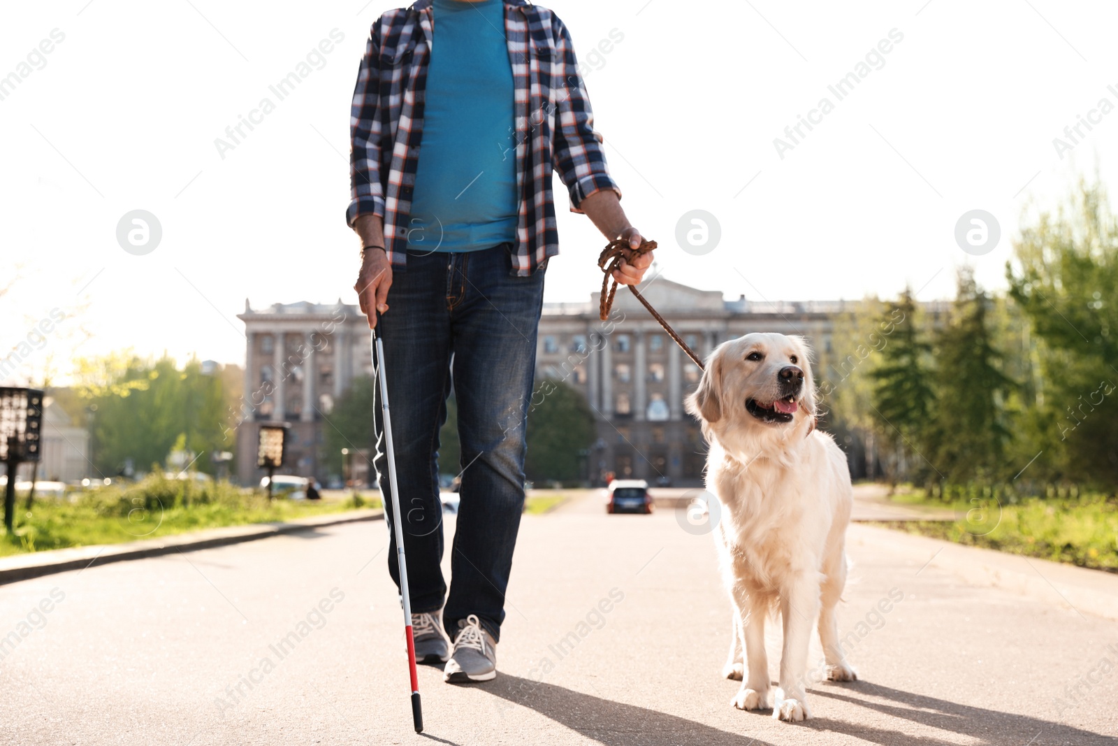 Photo of Guide dog helping blind person with long cane walking outdoors