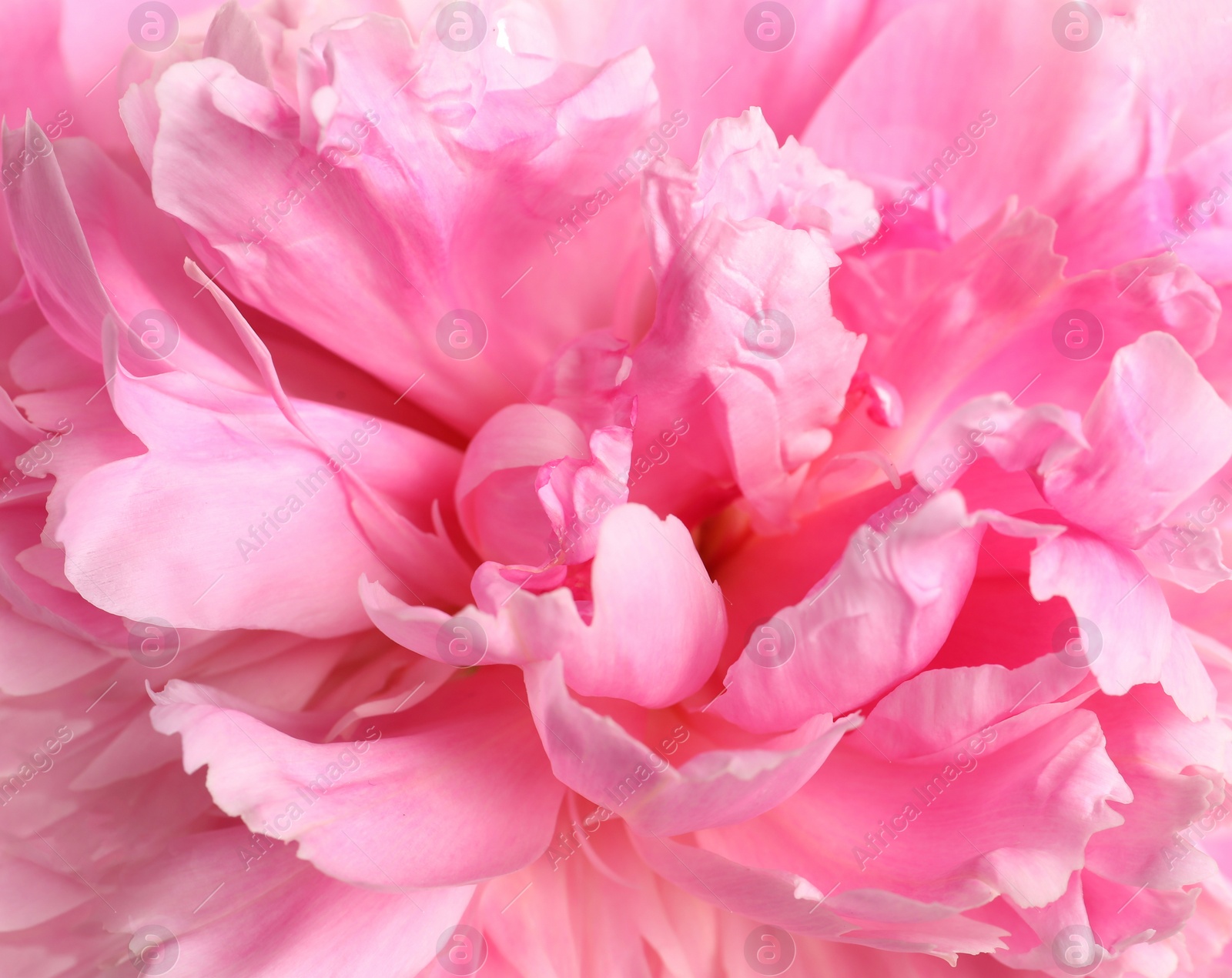 Photo of Beautiful fresh peony flower as background, top view