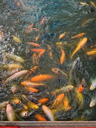 Many golden carps swimming in water outdoors