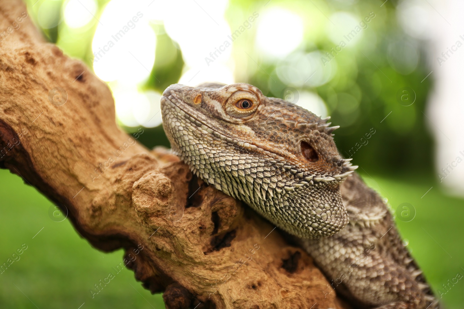 Photo of Bearded lizard (Pogona barbata) on tree branch, closeup. Exotic pet