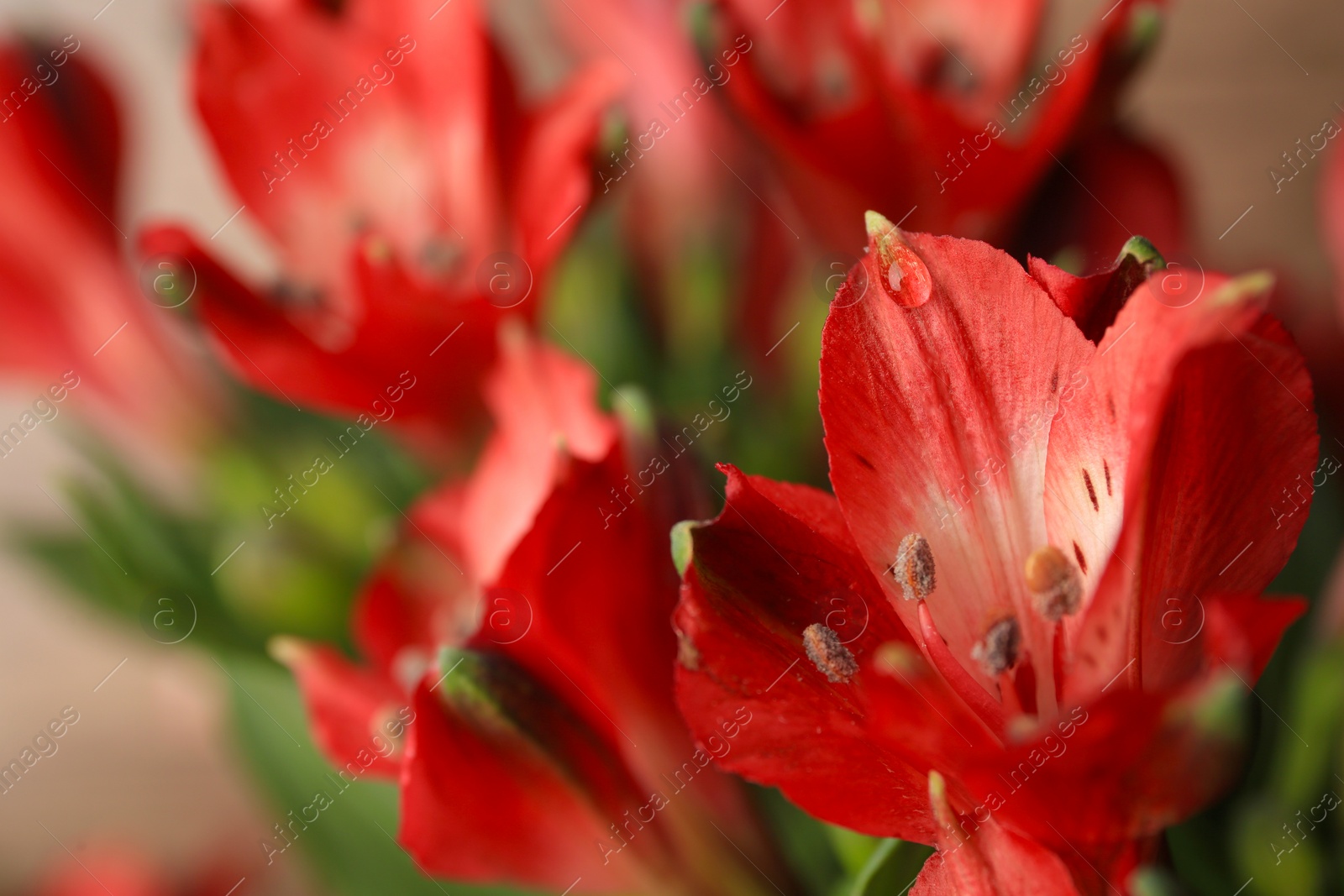 Photo of Beautiful flower with water drops on blurred background, closeup. Space for text