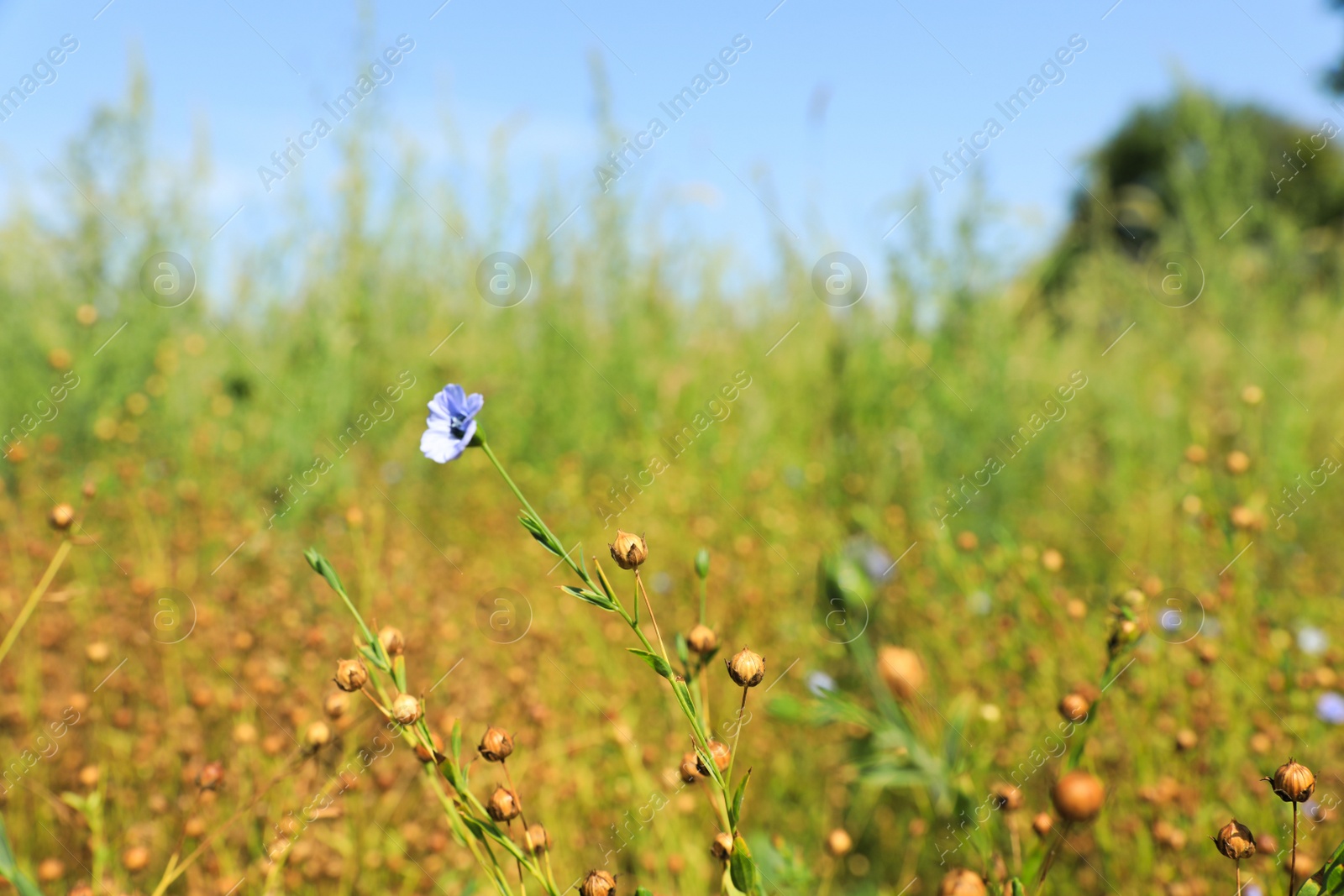 Photo of Flax plants with beautiful flower and dry capsules in field on sunny day