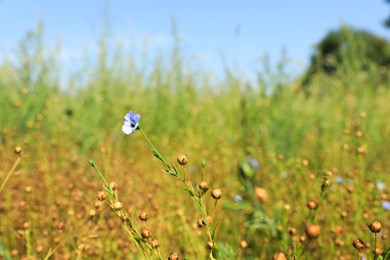 Photo of Flax plants with beautiful flower and dry capsules in field on sunny day