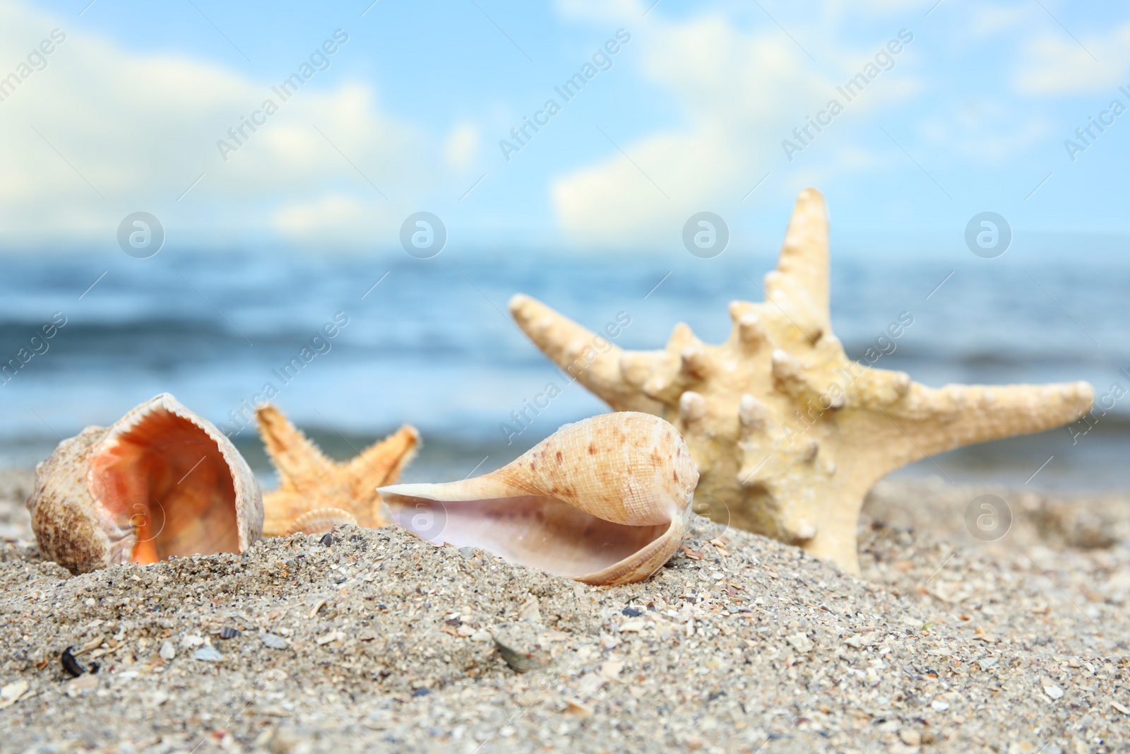 Photo of Beautiful starfish and shells on sand near sea. Beach objects