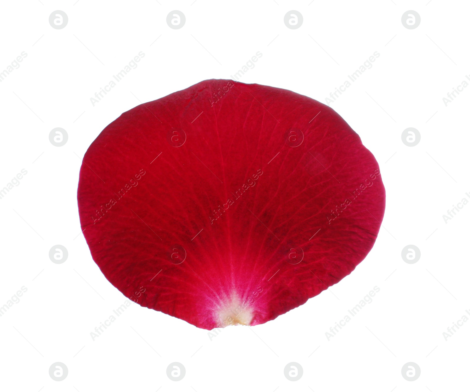 Photo of Red rose flower petal on white background