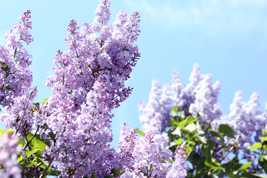 Closeup view of beautiful blooming lilac shrub outdoors