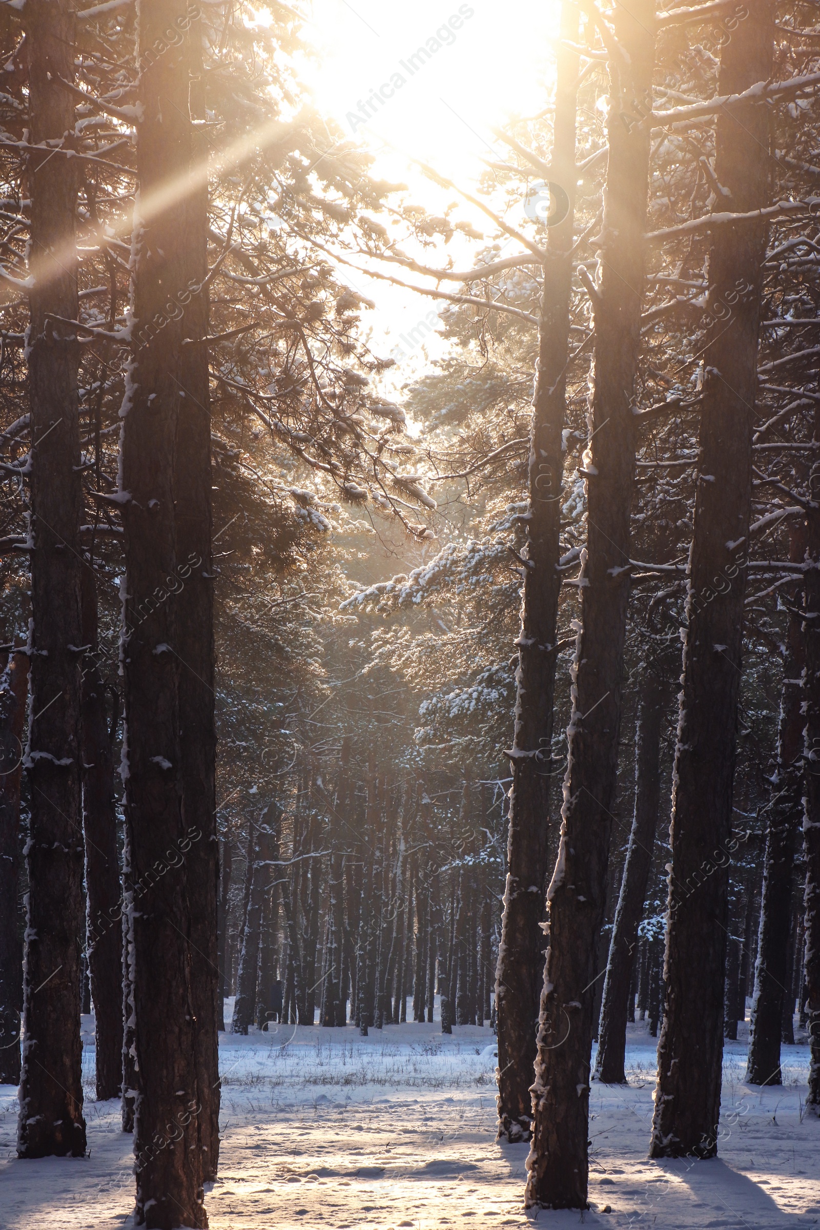 Photo of Picturesque view of snowy pine forest in winter morning