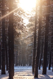 Photo of Picturesque view of snowy pine forest in winter morning