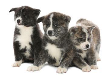 Cute Akita inu puppies on white background. Friendly dogs