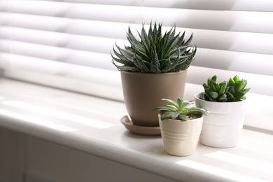 Beautiful different cacti in pots on windowsill indoors. Space for text