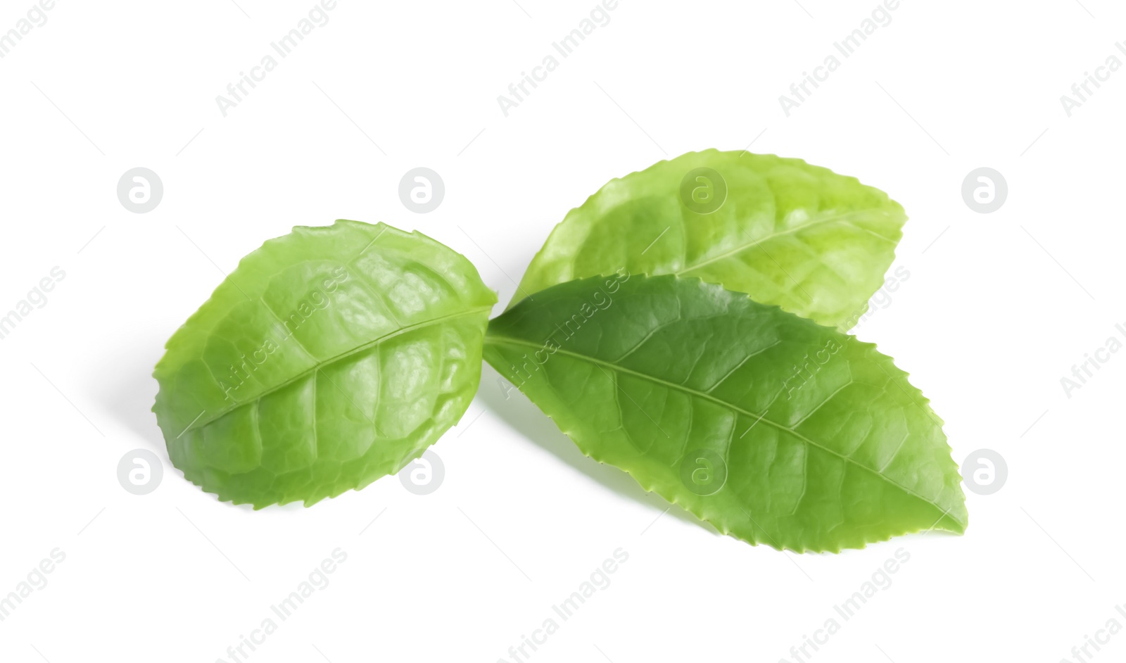 Photo of Fresh green tea leaves isolated on white