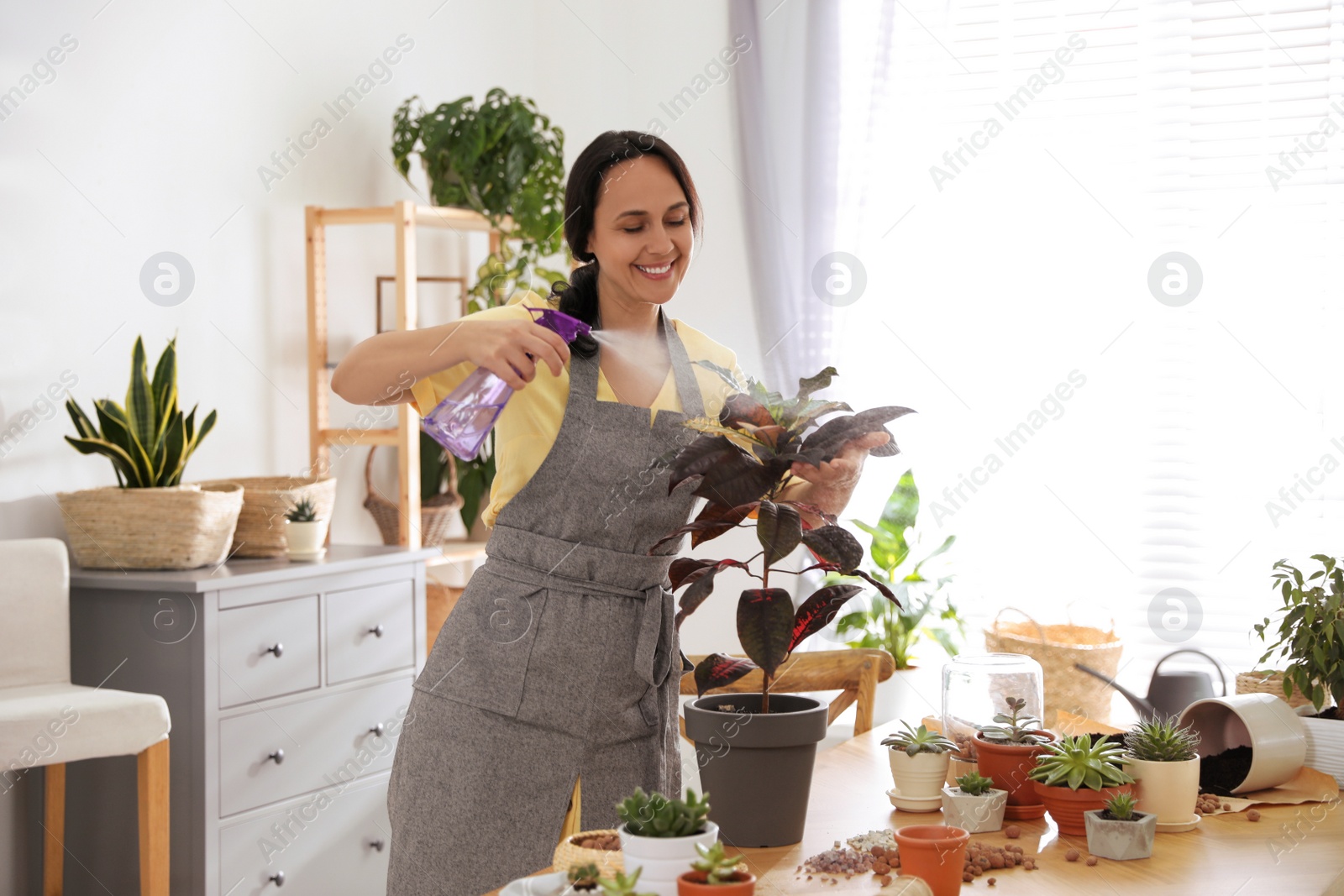 Photo of Mature woman spraying houseplant at home. Engaging hobby