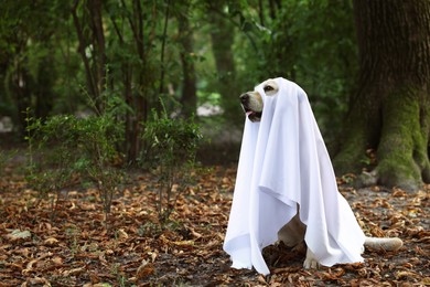 Photo of Cute Labrador Retriever dog wearing ghost costume in autumn park on Halloween. Space for text