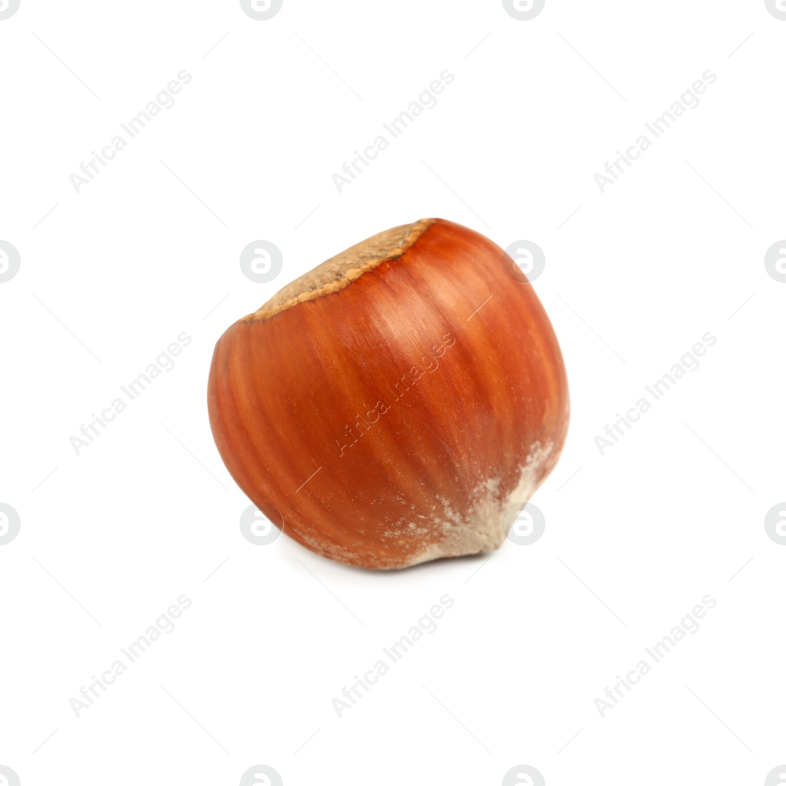 Photo of Tasty organic hazelnut in shell on white background