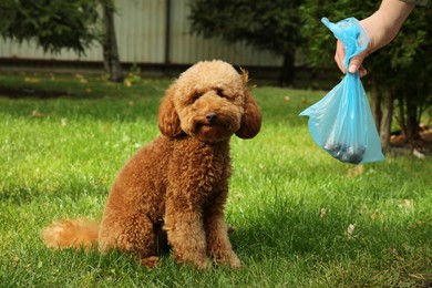 Photo of Woman with waste bag walking her cute Maltipoo dog on green grass outdoors, closeup